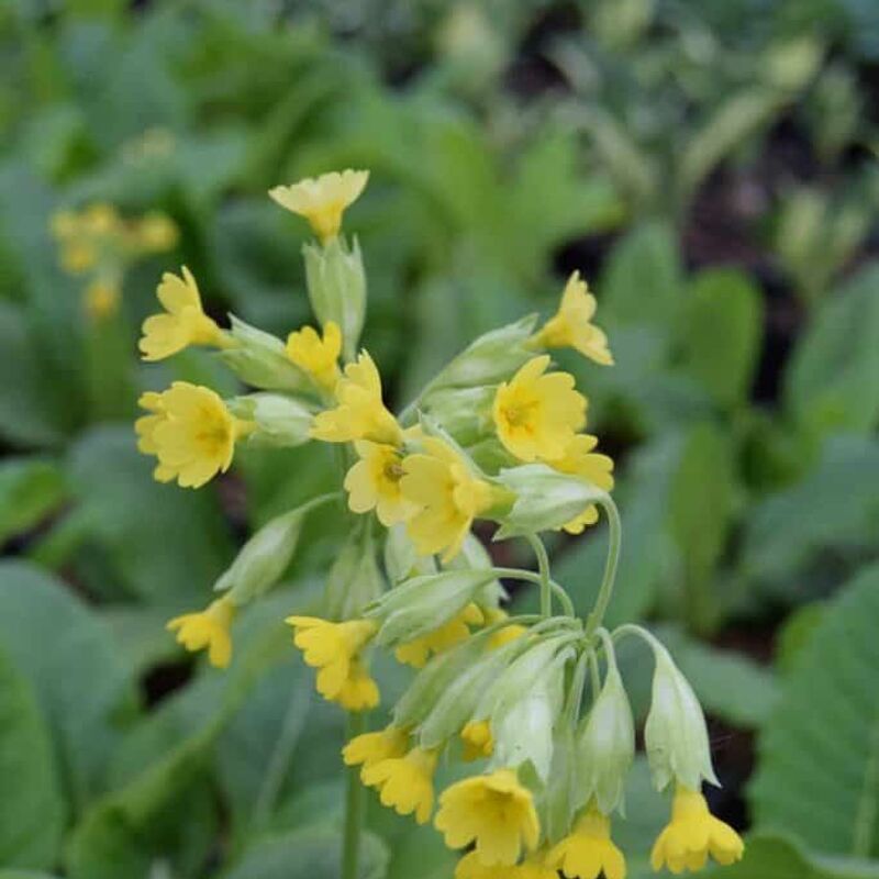 Primula veris (Pr) ---